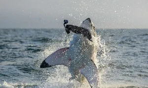 The Mystery of the White Shark Cafe in the Pacific Ocean - image 4
