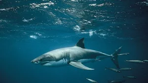 The Mystery of the White Shark Cafe in the Pacific Ocean - image 3