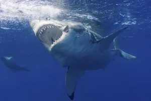 The Mystery of the White Shark Cafe in the Pacific Ocean - image 9