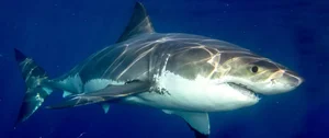 The Mystery of the White Shark Cafe in the Pacific Ocean - image 0