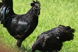 The Rare All-Black Ayam Cemani Chicken: A Luxury Breed Worth Millions - image 4