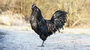 The Rare All-Black Ayam Cemani Chicken: A Luxury Breed Worth Millions - image 5