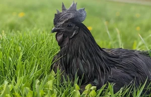 The Rare All-Black Ayam Cemani Chicken: A Luxury Breed Worth Millions - image 7