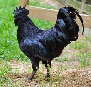 The Rare All-Black Ayam Cemani Chicken: A Luxury Breed Worth Millions - image 1