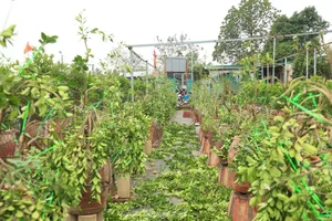 The Art of Bonsai Styling: Turning Ornamental Trees into Profit - image 9