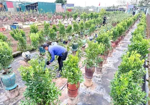 The Art of Bonsai Styling: Turning Ornamental Trees into Profit - image 5