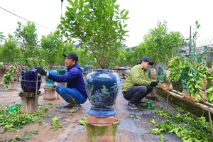 The Art of Bonsai Styling: Turning Ornamental Trees into Profit - image 13