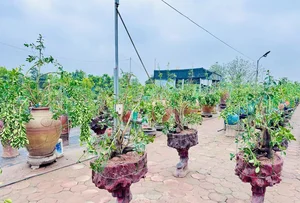 The Art of Bonsai Styling: Turning Ornamental Trees into Profit - image 12
