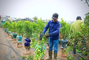 The Art of Bonsai Styling: Turning Ornamental Trees into Profit - image 11