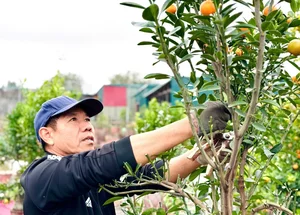 The Art of Bonsai Styling: Turning Ornamental Trees into Profit - image 3