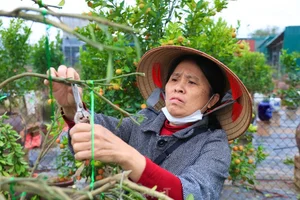 The Art of Bonsai Styling: Turning Ornamental Trees into Profit - image 6