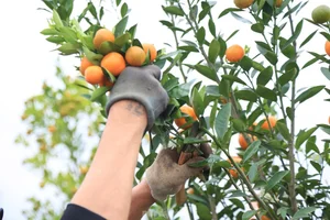 The Art of Bonsai Styling: Turning Ornamental Trees into Profit - image 0