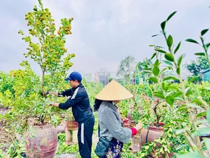 The Art of Bonsai Styling: Turning Ornamental Trees into Profit - image 7