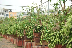 The Art of Bonsai Styling: Turning Ornamental Trees into Profit - image 4