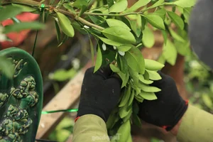 The Art of Bonsai Styling: Turning Ornamental Trees into Profit - image 14