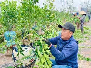 The Art of Bonsai Styling: Turning Ornamental Trees into Profit - image 2