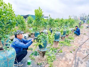 The Art of Bonsai Styling: Turning Ornamental Trees into Profit - image 8