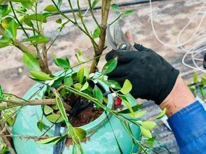 The Art of Bonsai Styling: Turning Ornamental Trees into Profit - image 1