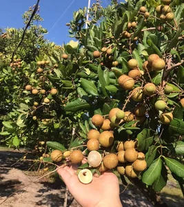 Top 3 Rare and Expensive Longan Varieties That Are Always Sold Out - image 5