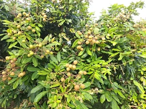 Top 3 Rare and Expensive Longan Varieties That Are Always Sold Out - image 1