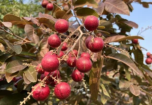 Top 3 Rare and Expensive Longan Varieties That Are Always Sold Out - image 0