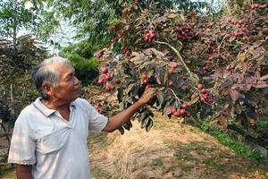 Top 3 Rare and Expensive Longan Varieties That Are Always Sold Out - image 2