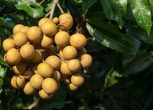 Top 3 Rare and Expensive Longan Varieties That Are Always Sold Out - image 6