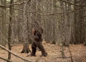 The Legend of the Wildman: Exploring Mythical Forest Giants - image 3