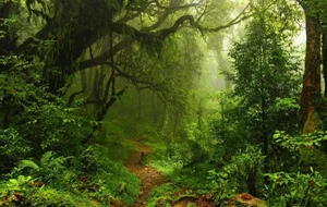 The Legend of the Wildman: Exploring Mythical Forest Giants - image 7