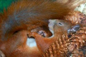 The Science of Survival: Exploring the Fascinating Phenomenon of Animal Hibernation - image 5