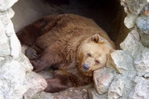 The Science of Survival: Exploring the Fascinating Phenomenon of Animal Hibernation - image 8