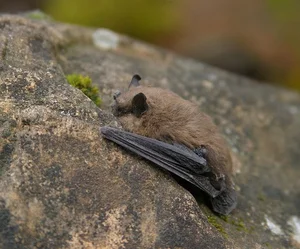 The Science of Survival: Exploring the Fascinating Phenomenon of Animal Hibernation - image 0