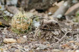 The Science of Survival: Exploring the Fascinating Phenomenon of Animal Hibernation - image 9