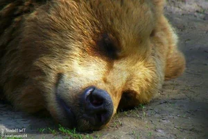 The Science of Survival: Exploring the Fascinating Phenomenon of Animal Hibernation - image 1