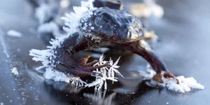 The Science of Survival: Exploring the Fascinating Phenomenon of Animal Hibernation - image 4