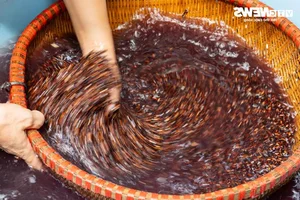 Phu Thuong Sticky Rice Wine: Traditional Preparations for Dragon Boat Festival - image 20