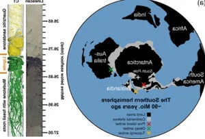 Breaking News: Scientists Discover Amber in Antarctica for the First Time - image 4