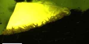 Breaking News: Scientists Discover Amber in Antarctica for the First Time - image 5