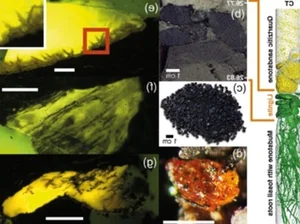 Breaking News: Scientists Discover Amber in Antarctica for the First Time - image 0
