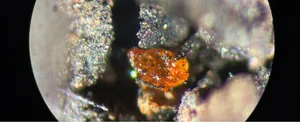 Breaking News: Scientists Discover Amber in Antarctica for the First Time - image 3