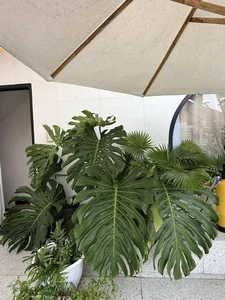 Inside Actress Van Trang's Stunning 1,000-Square-Meter Eco-Friendly Green Villa - image 3