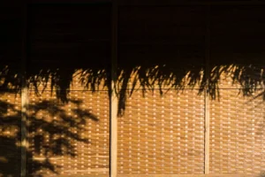 Tropical Twin Houses: Multi-Generational Living Harmonized with Nature in Tra Vinh - image 1