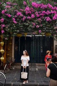 Bougainvillea Blossoms Transform Hoi An Ancient Town into a Floral Paradise - image 4
