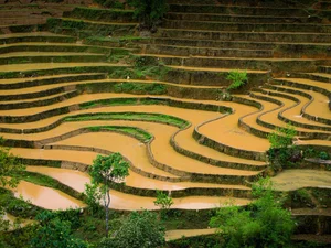 Breathtaking Views: Discovering the Magic of Mu Cang Chai's Water Season - image 2