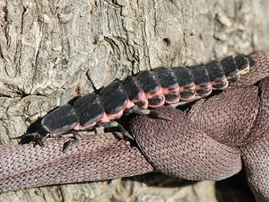 Fascinating Facts About Vietnam's Most Miraculous and Unique Insect Species - image 2