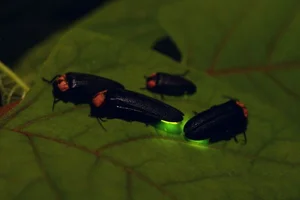 Fascinating Facts About Vietnam's Most Miraculous and Unique Insect Species - image 5