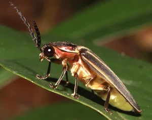 Fascinating Facts About Vietnam's Most Miraculous and Unique Insect Species - image 4