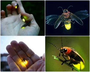 Fascinating Facts About Vietnam's Most Miraculous and Unique Insect Species - image 6