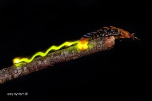 Fascinating Facts About Vietnam's Most Miraculous and Unique Insect Species - image 0