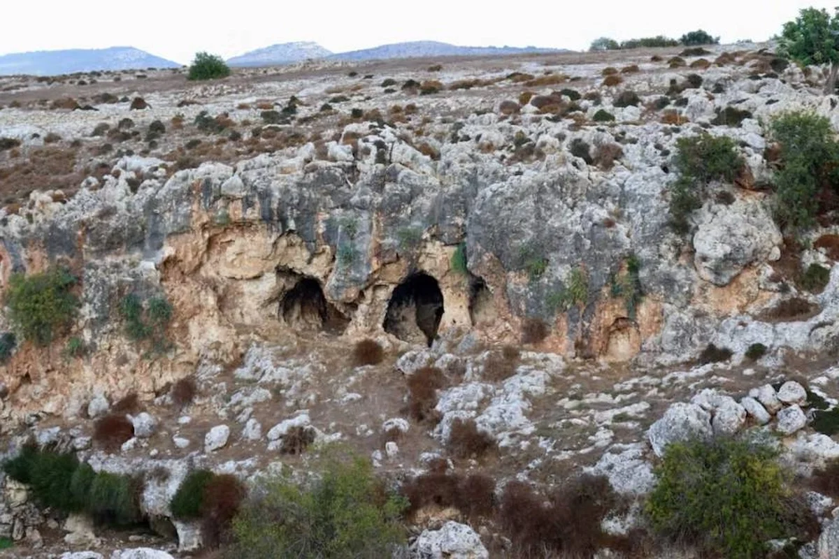 Did Ancient Humans Drive Cyprus's Dwarf Hippos to Extinction?